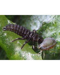 Biobest Adalia larvae Adalia-System-100 (PICKUP ONLY)